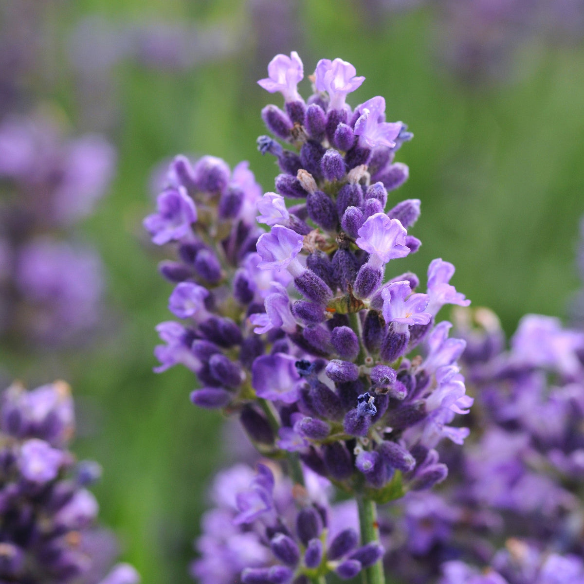 Lavandula angustifolia 'SuperBlue' ~ Super Blue English Lavender
