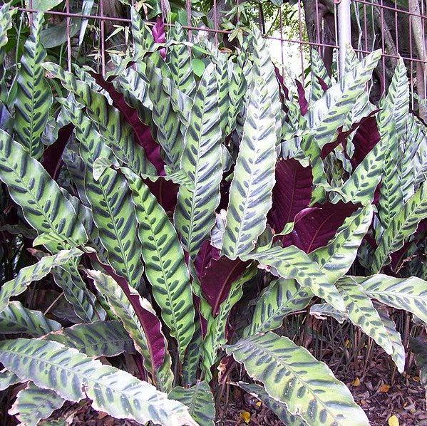 Calathea lancifolia ~ Rattlesnake Plant