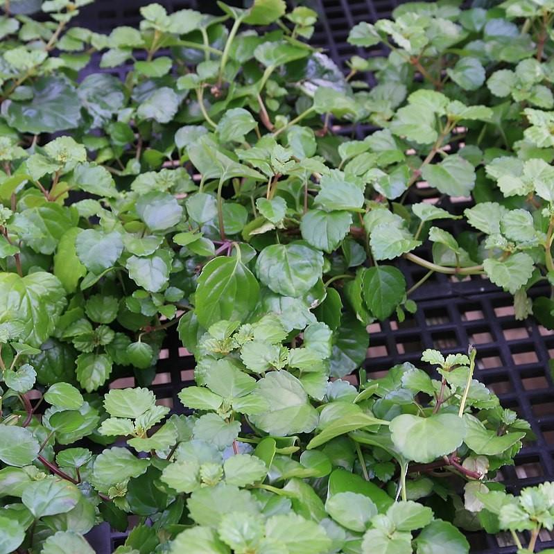 Glechoma hederacea Variegata ~ Creeping Charlie
