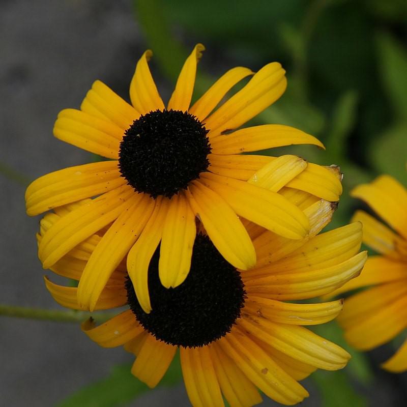 Rudbeckia fulgoda var speciosa 'Blovi' ~ Viettes Little Suzy Black-Eyed Susan