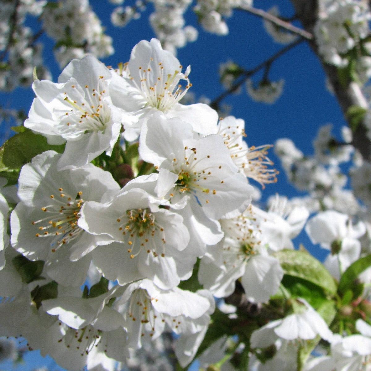 Prunus avium 'Bing' ~ Bing Cherry Tree