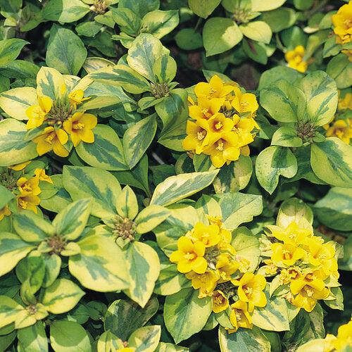 Lysimachia congestiflora 'Waikiki Sunset' ~ Waikiki Sunset Creeping Jenny