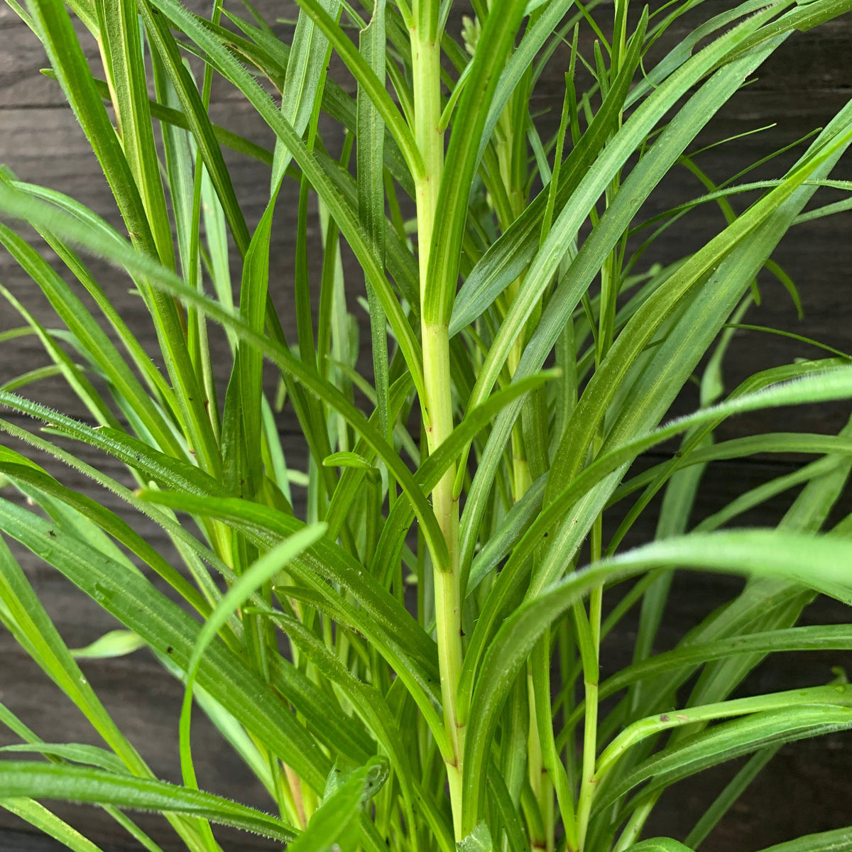 Liatris spicata ~ Marsh Blazing Star, Gayfeather