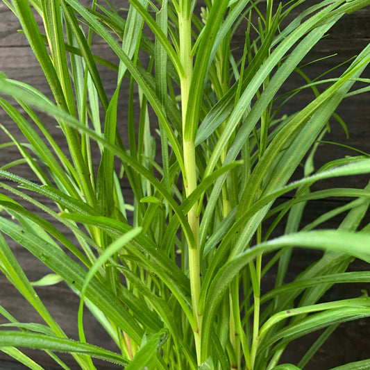 Liatris spicata ~ Marsh Blazing Star, Gayfeather