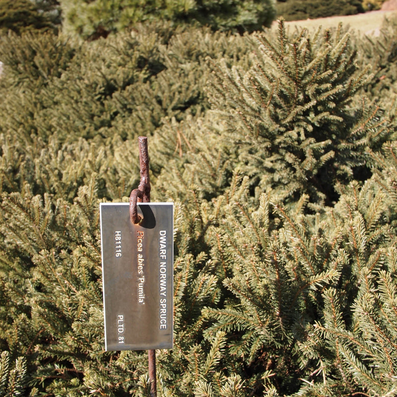 Picea glauca 'Pumila' ~ Dwarf Norway Spruce