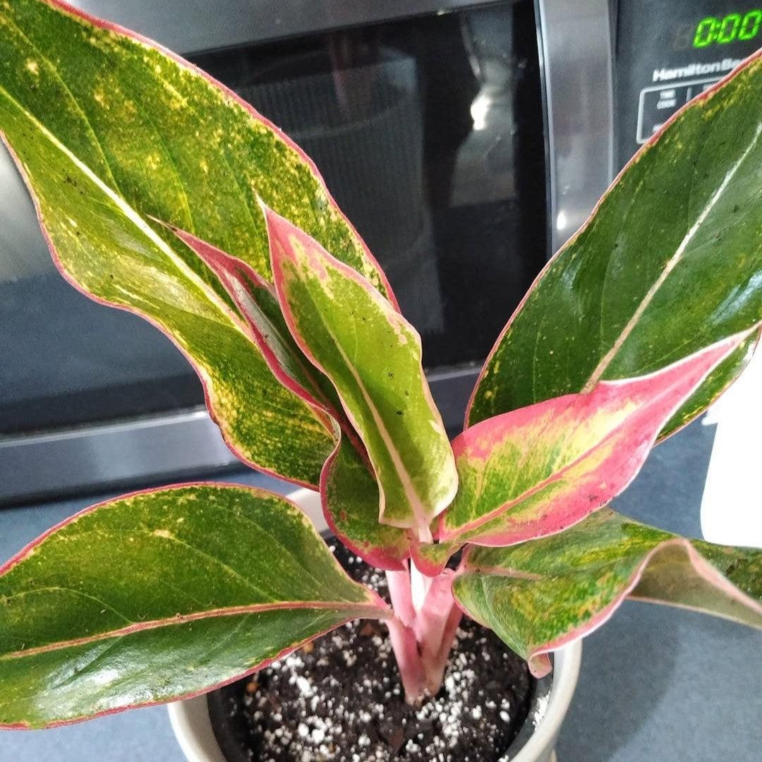 Aglaonema 'Crete' ~ Crete Aglaonema