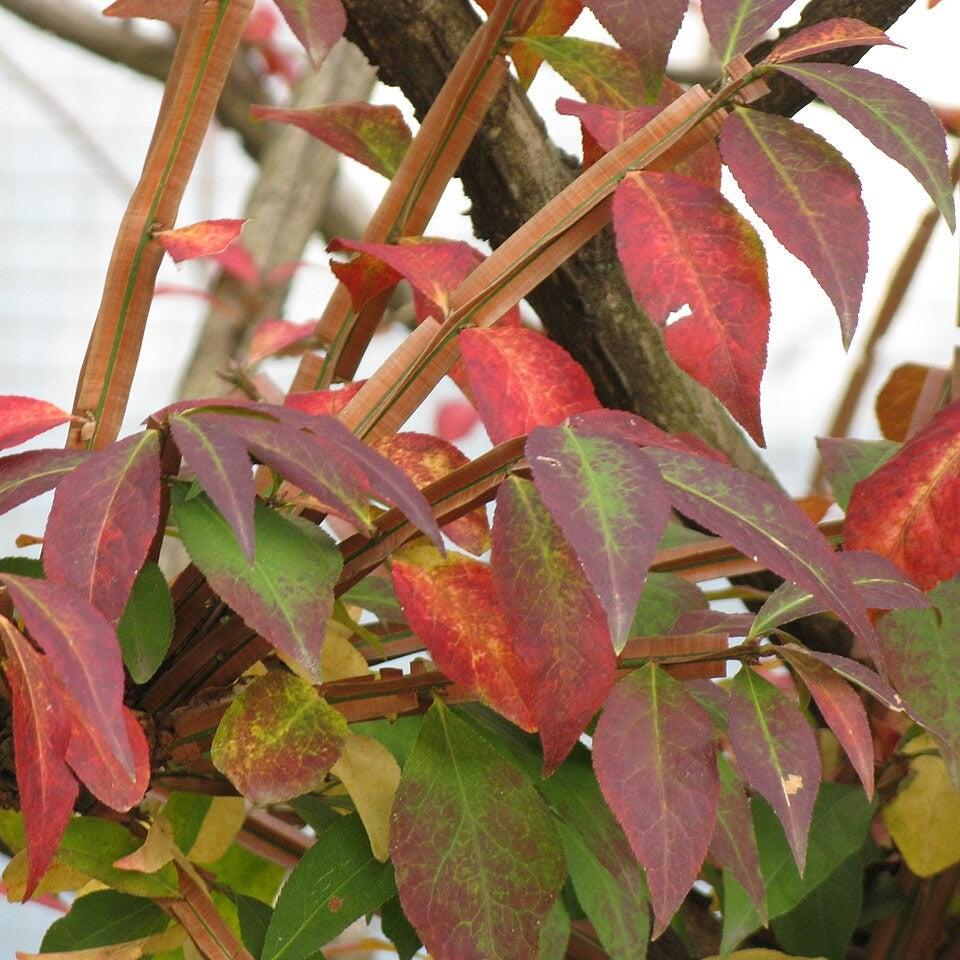 Euonymus alatus ~ Burning Bush