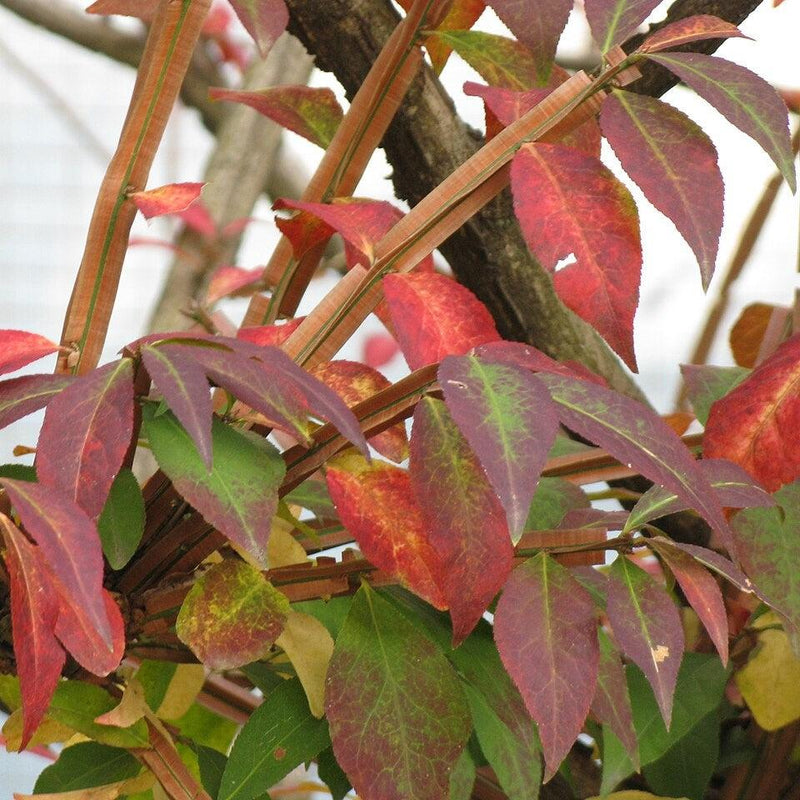 Euonymus alatus ~ Burning Bush