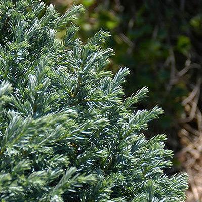 Chamaecyparis pisifera 'Blue Moon' ~ Blue Moon Sawara Cypress