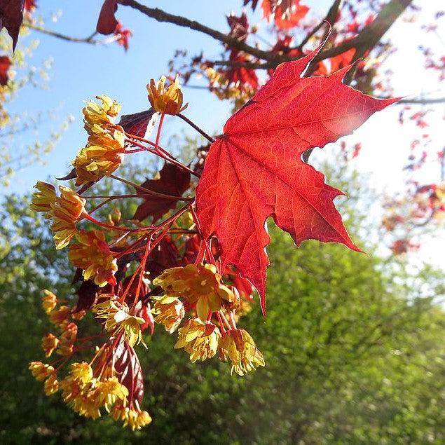 Acer platanoides 'Royal Red' ~ Royal Red Norway Maple