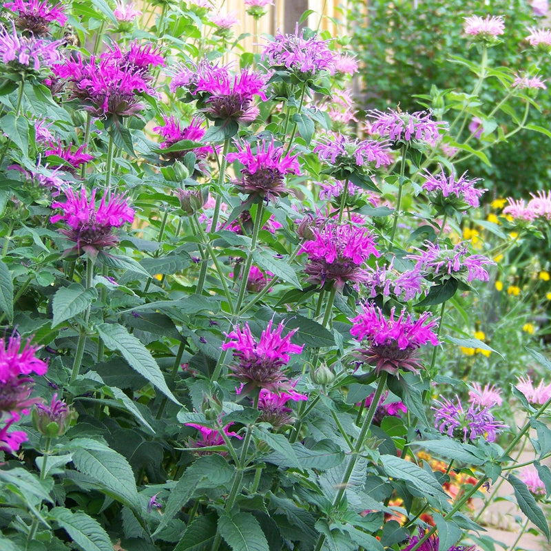 Monarda 'Rockin Raspberry' PP28752 ~ Sugar Buzz® Rockin Raspberry Bee Balm