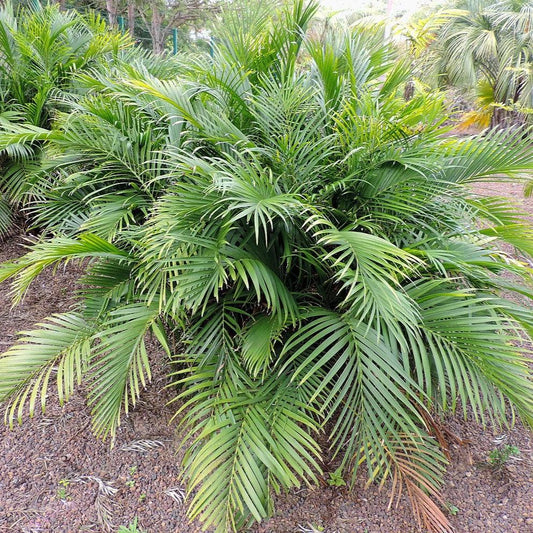 Chamaedorea cataractarum ~ Cat Palm