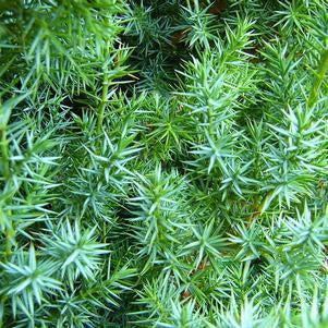 Juniperus x 'J.N Select Blue' ~ Star Power® Juniper