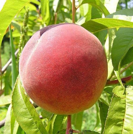 Prunus persica 'Redhaven' ~ Redhaven Peach