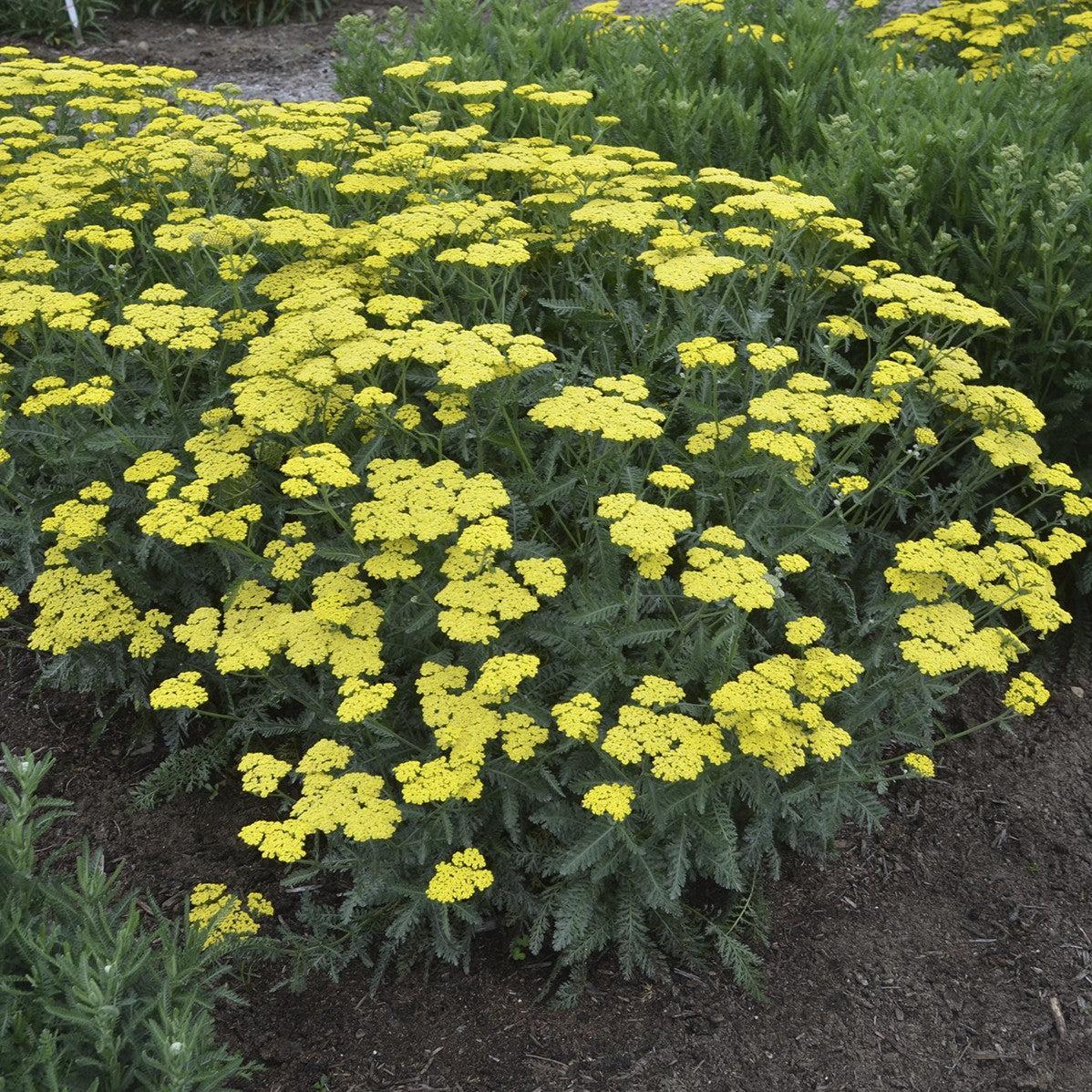 Achillea 'Sassy Summer Lemon' ~ Sassy Summer Lemon Yarrow
