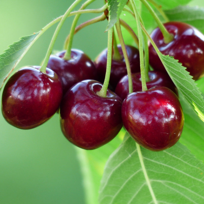 Prunus avium 'Bing' ~ Bing Cherry Tree