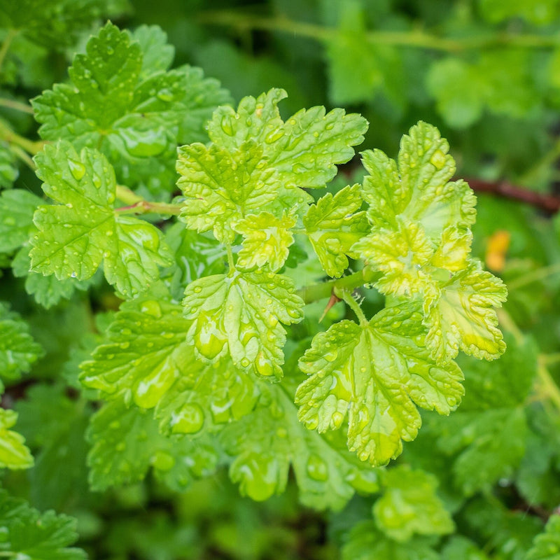 Ribes uva-crispa ~ Gooseberry