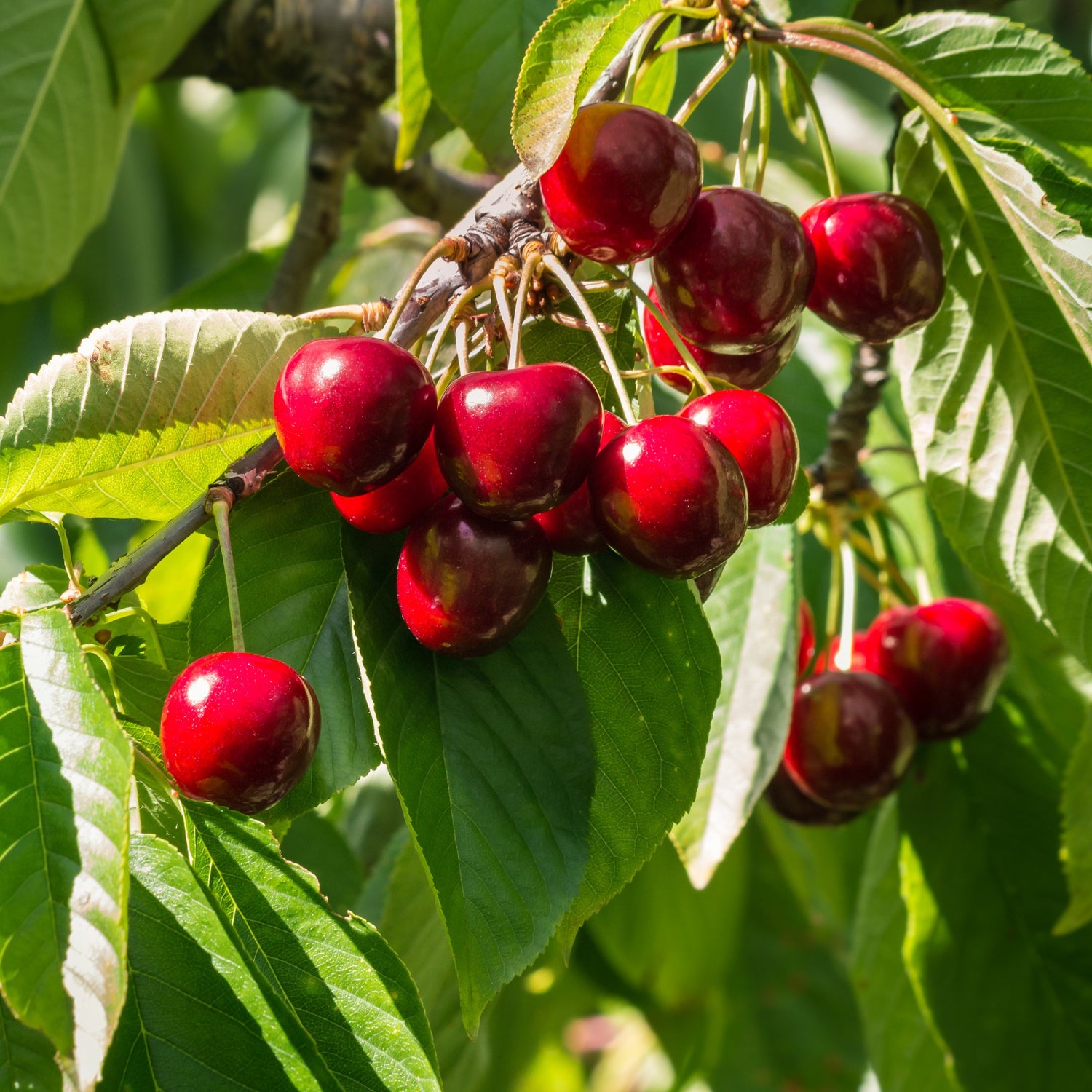 Prunus avium 'Stella' ~ Stella Sweet Cherry