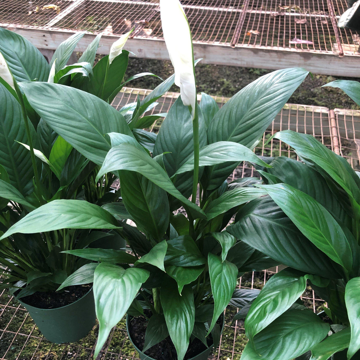 Spathiphyllum ~ Peace Lily