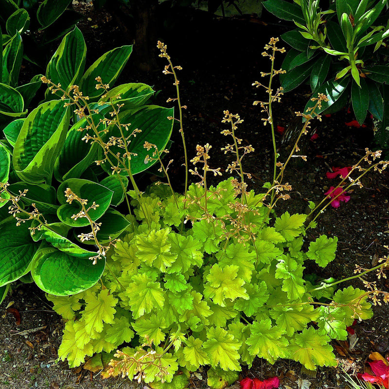 Heuchera 'Twist of Lime' ~ Twist of Lime Coral Bells