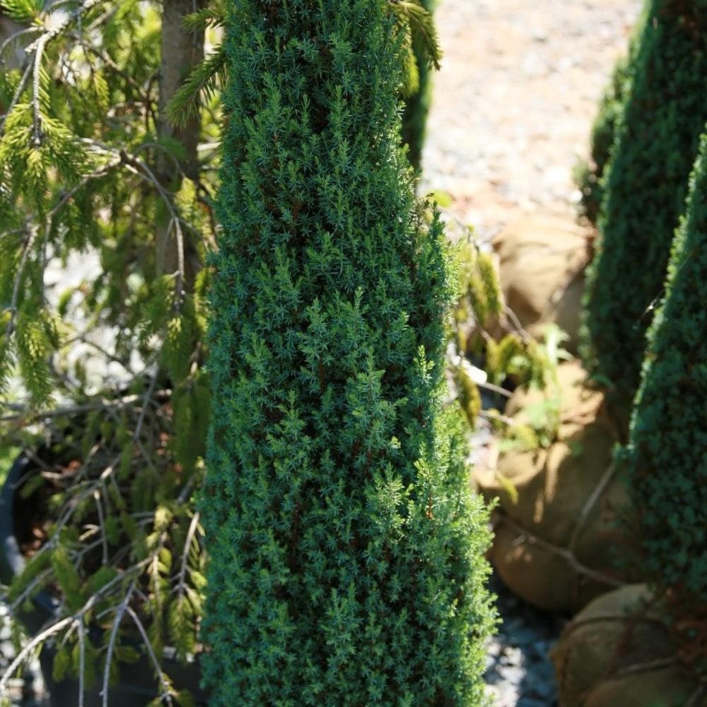 Juniperus communis 'Compressa' ~ Pencil Point Juniper