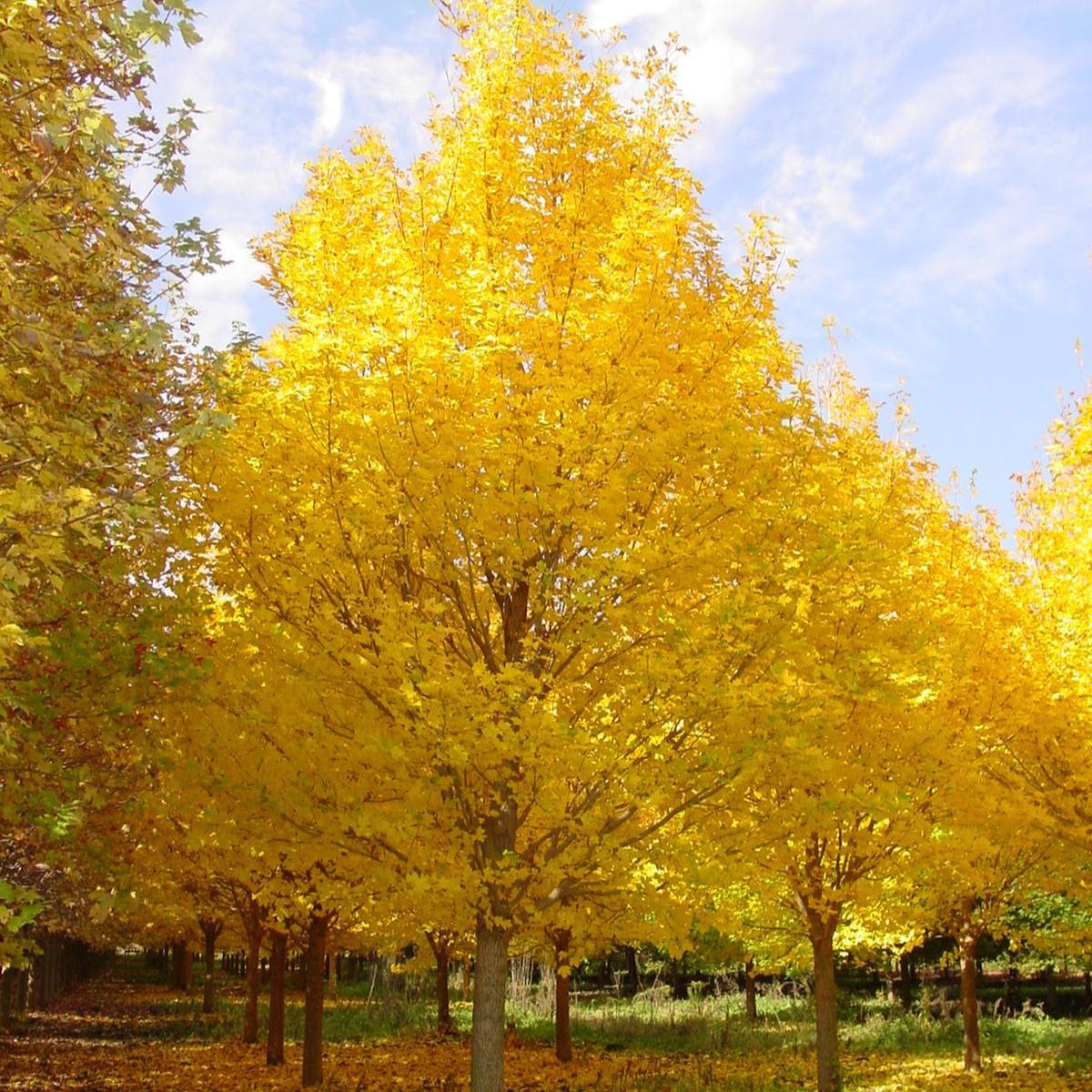 Acer miyabei 'Morton' ~ State Street™ Maple