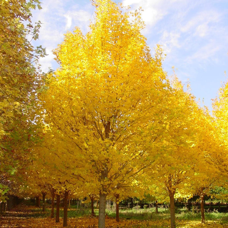 Acer miyabei 'Morton' ~ State Street™ Maple