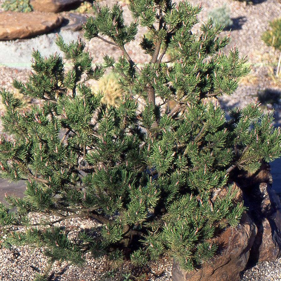 Pinus contorta 'Spaan's Dwarf' ~ Spaan's Dwarf Shore Pine