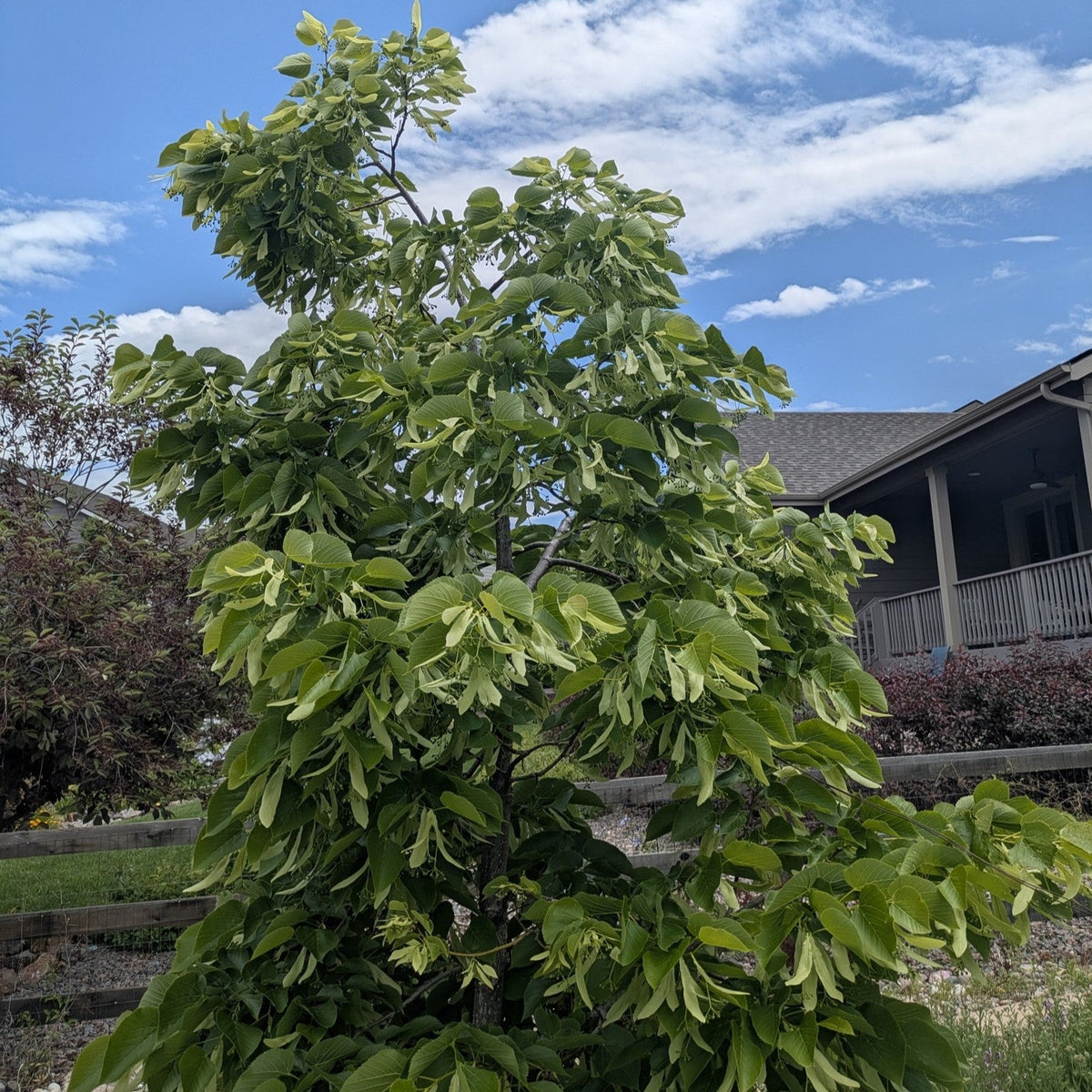 Tilia americana 'Redmond' ~ Redmond Linden