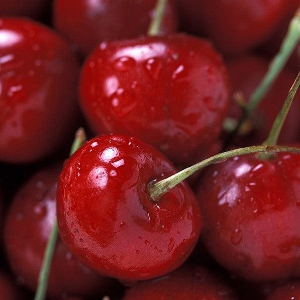 Prunus avium 'Bing' ~ Bing Cherry Tree