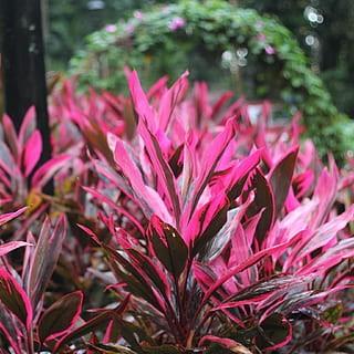 Cordyline fruticosa 'Red Sister' ~ Red Sister Ti Plant