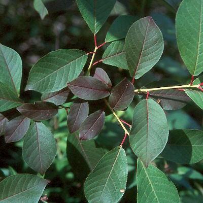 Prunus virginiana 'Canada Red' ~ Canada Red Chokecherry