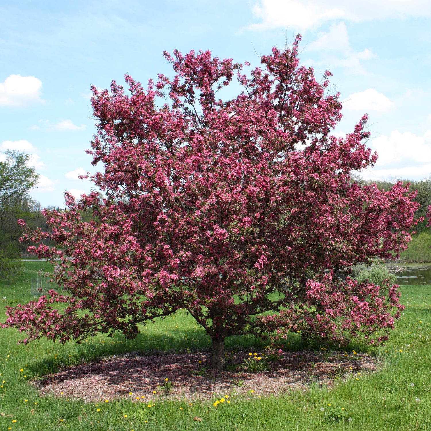 Malus x 'Purple Prince' ~ Purple Prince Crabapple