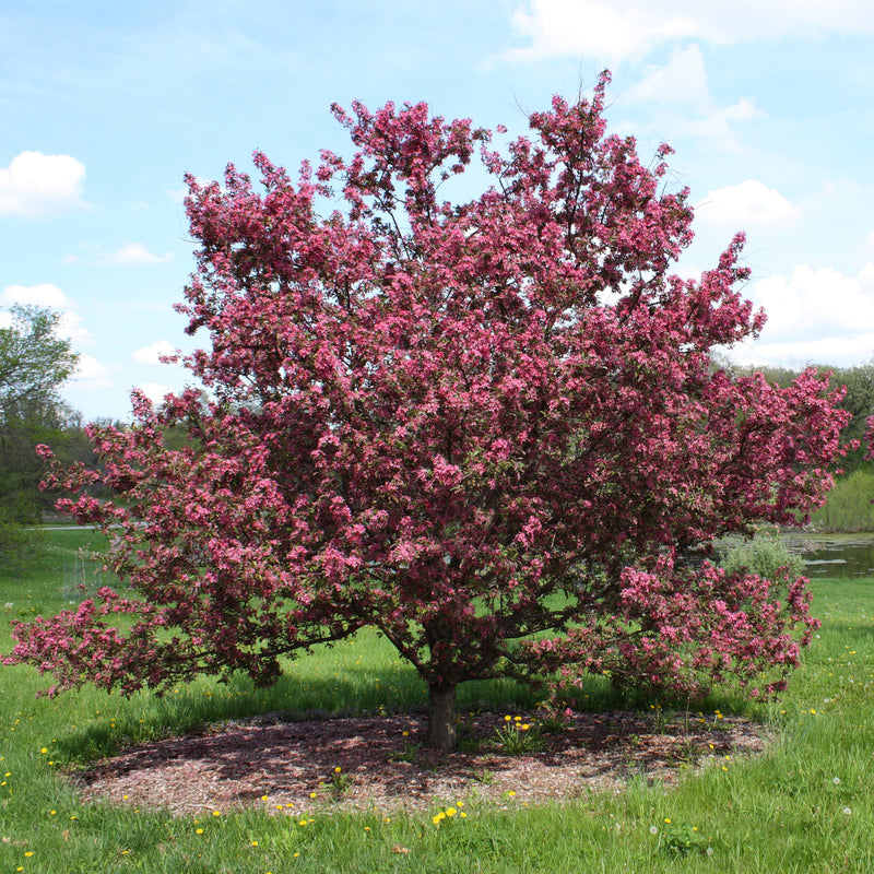 Malus x 'Purple Prince' ~ Purple Prince Crabapple