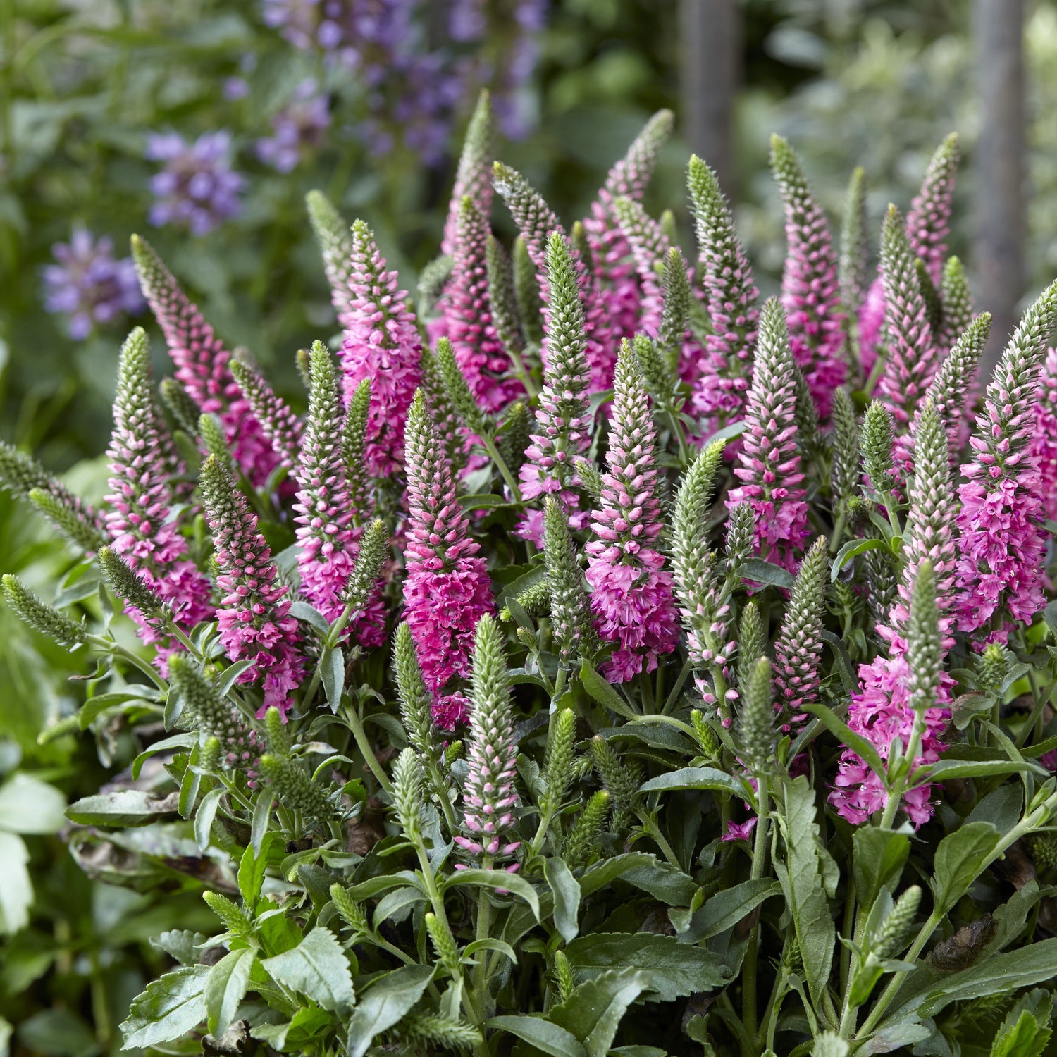 Veronica spicata 'Verspi' ~ Pink Candles Veronica