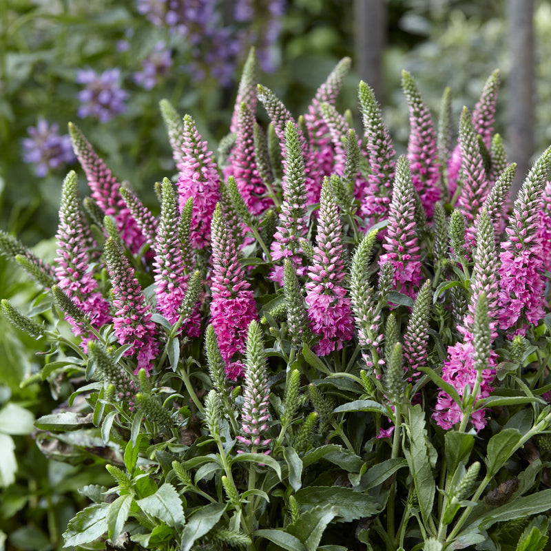 Veronica spicata 'Verspi' ~ Pink Candles Veronica