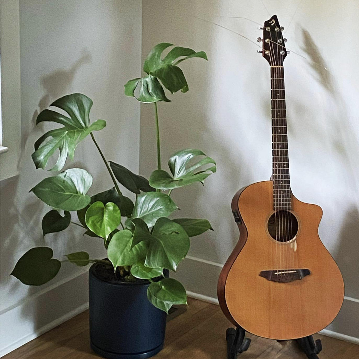 'Monstera deliciosa' ~ Monstera Deliciosa Philodendron