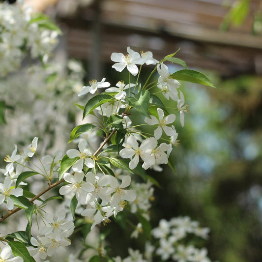 Malus 'JFS-KW207' ~ Starlite® Crabapple