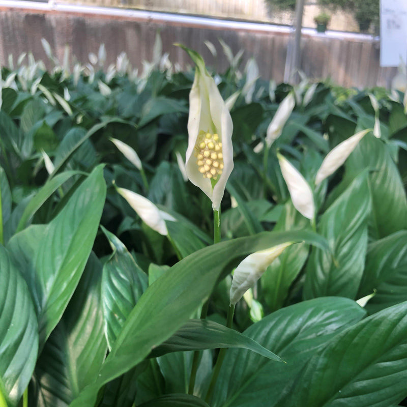 Spathiphyllum ~ Peace Lily