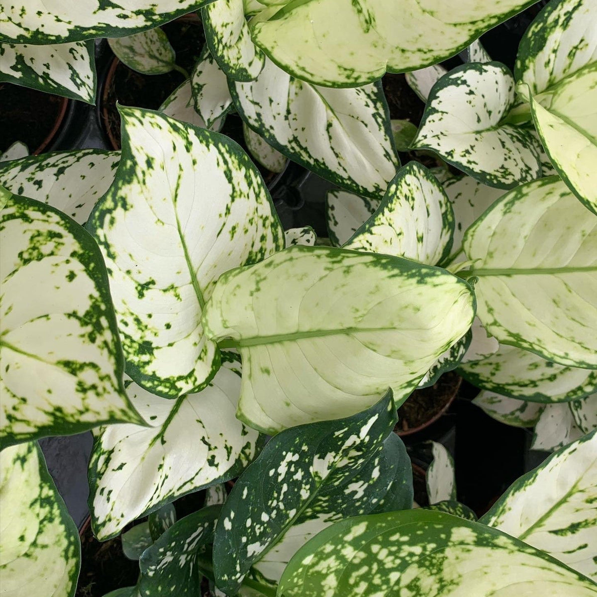 Aglaonema 'White Pearl' ~ White Pearl Chinese Evergreen