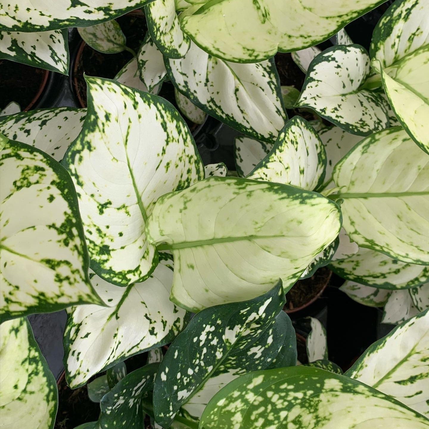 Aglaonema 'White Pearl' ~ White Pearl Chinese Evergreen