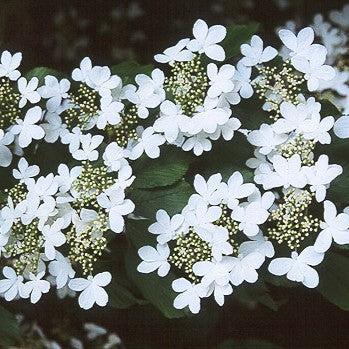 Viburnum plicatum var. tomentosum ~ Doublefile Viburnum