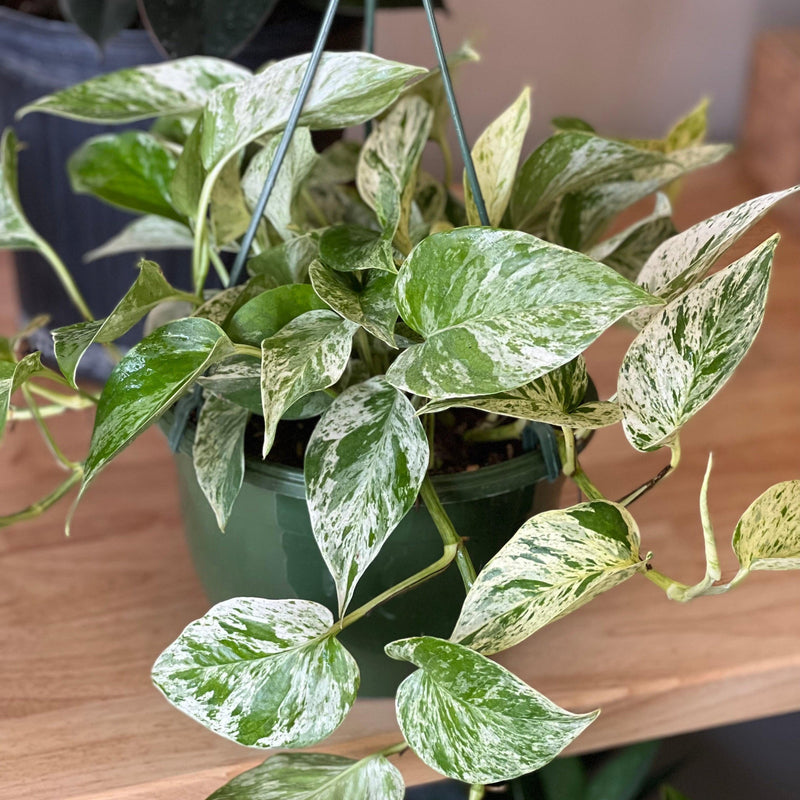 Epipremnum Aureum 'Marble Queen'  ~ Marble Queen Pothos