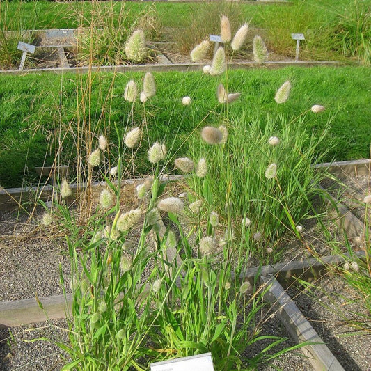 Lagurus ovatus ~ Bunny Tails Grass
