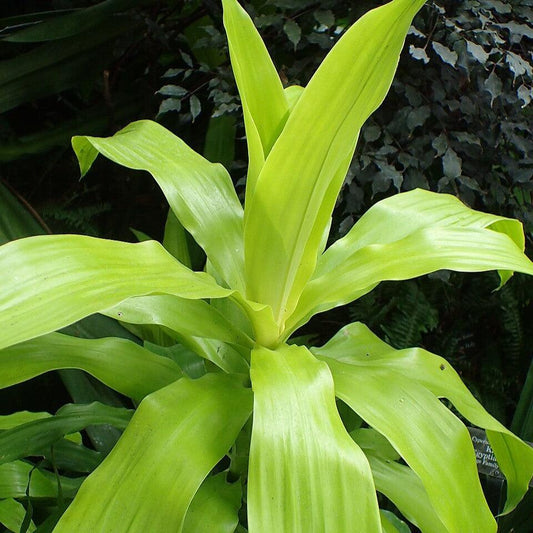 Dracaena fragrans 'Limelight' ~ Limelight Dracaena