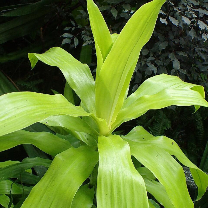 Dracaena fragrans 'Limelight' ~ Limelight Dracaena