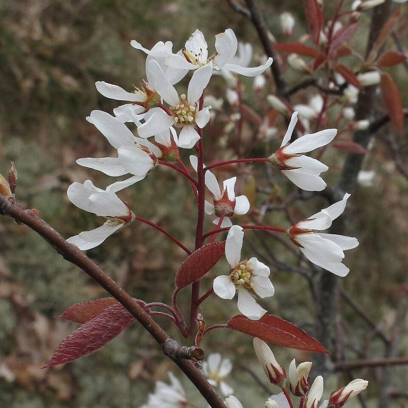 Amelanchier lamarckii ~ Juneberry