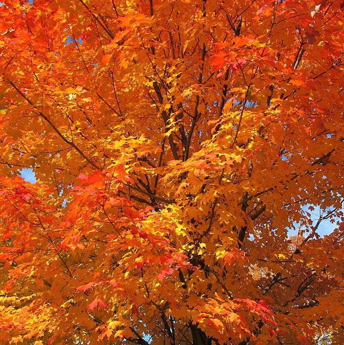 Acer saccharum 'Bailsta' ~ Fall Fiesta® Sugar Maple