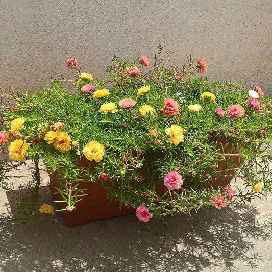 Portulaca grandiflora ~ Moss Rose
