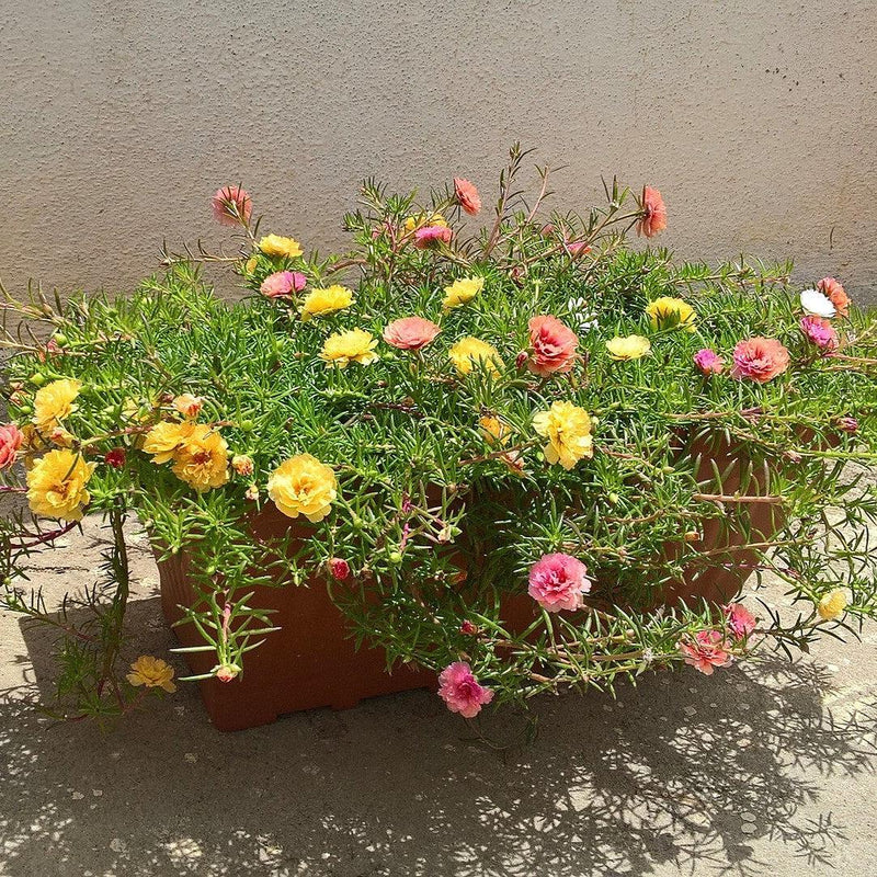 Portulaca grandiflora ~ Moss Rose